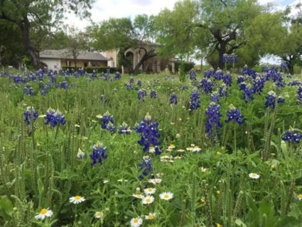 Live Oaks Bed And Breakfast Uvalde Exterior photo